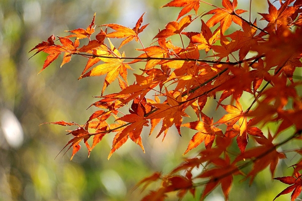 离退休摄影协会作品展示——邓德